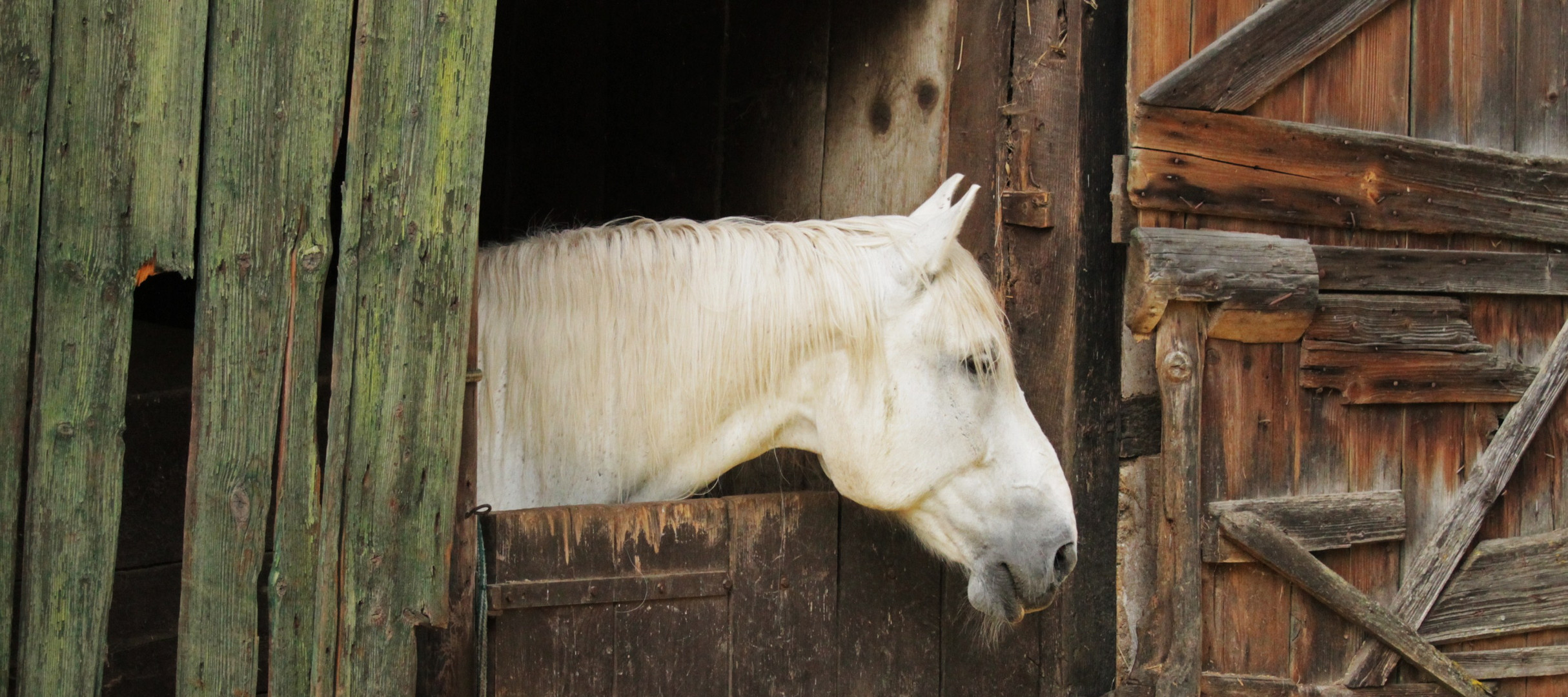 Pferd im Stall