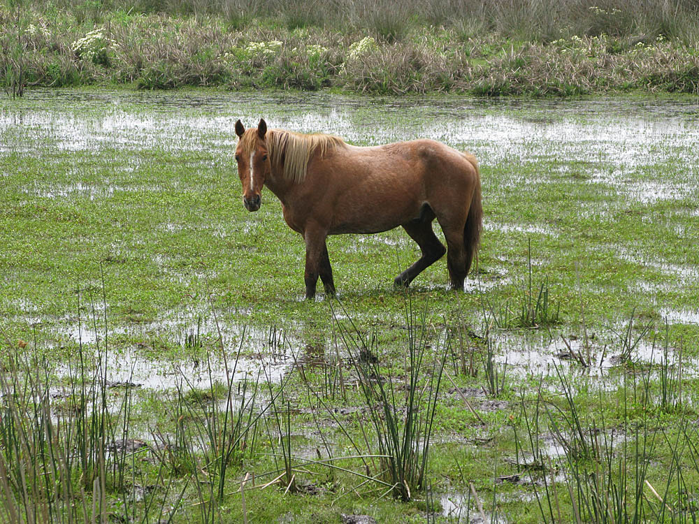 Pferd im Sumpf