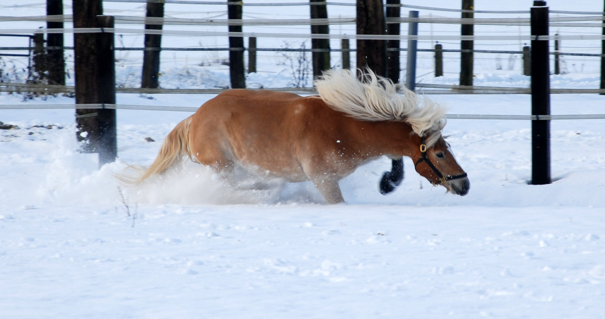 Pferd im Tiefflug...