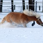 Pferd im Tiefflug...