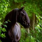 Pferd im Wald