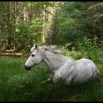 Pferd im Wald (Composing)