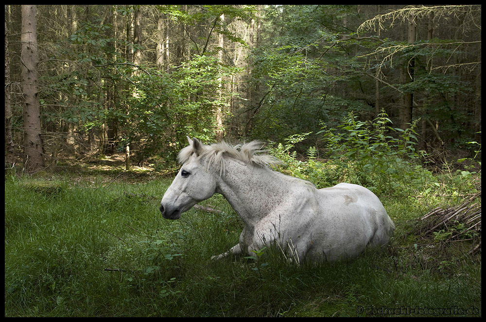 Pferd im Wald (Composing)