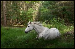 Pferd im Wald (Composing)