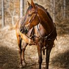 Pferd im Wald 