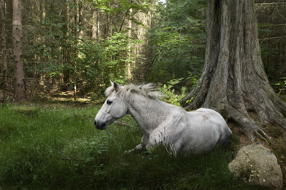 Pferd im Wald (Neue Version)