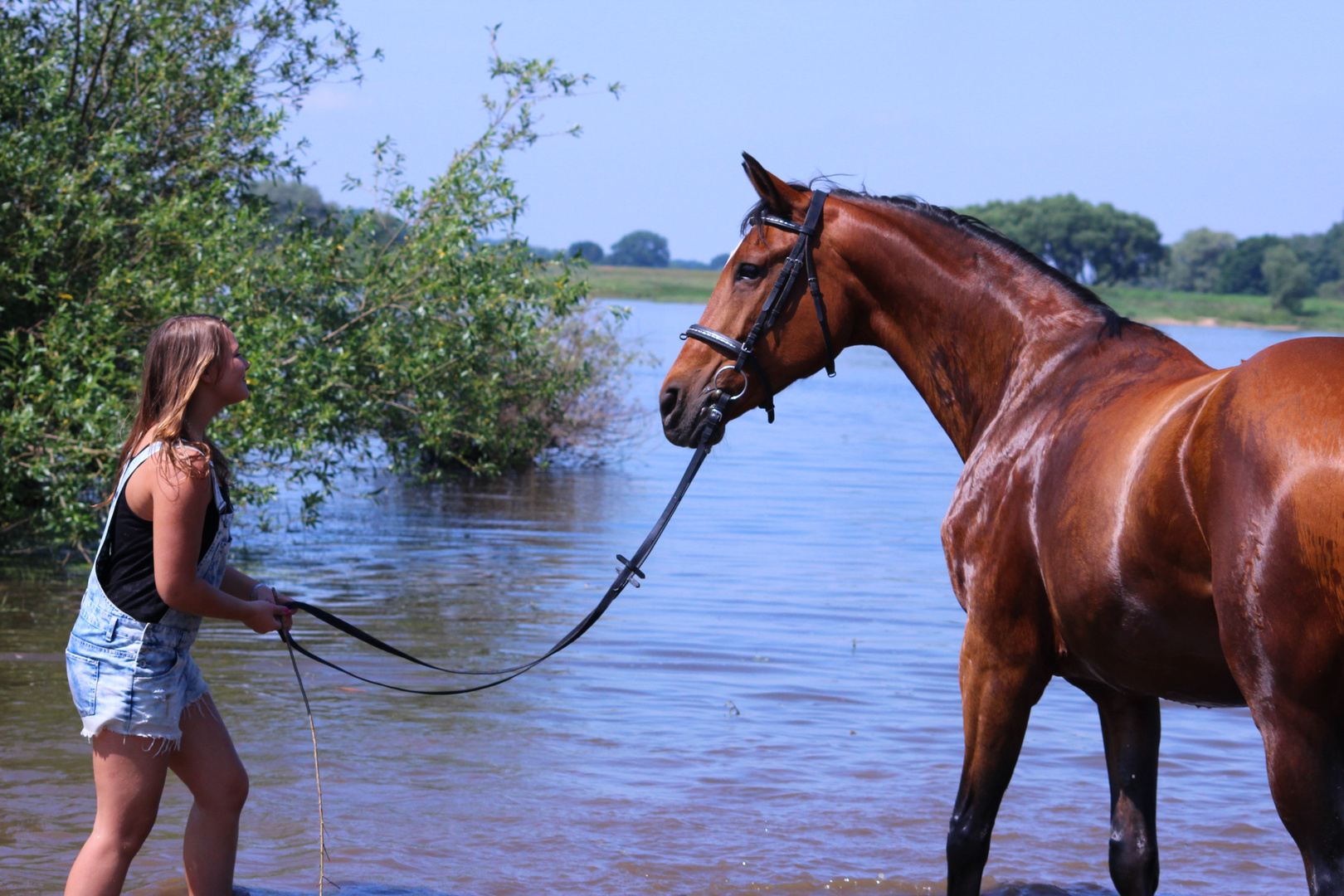 Pferd im Wasser