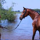 Pferd im Wasser