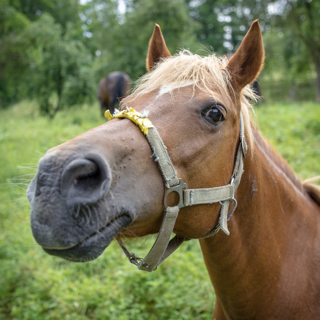 Pferd im Weitwinkel