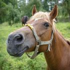 Pferd im Weitwinkel