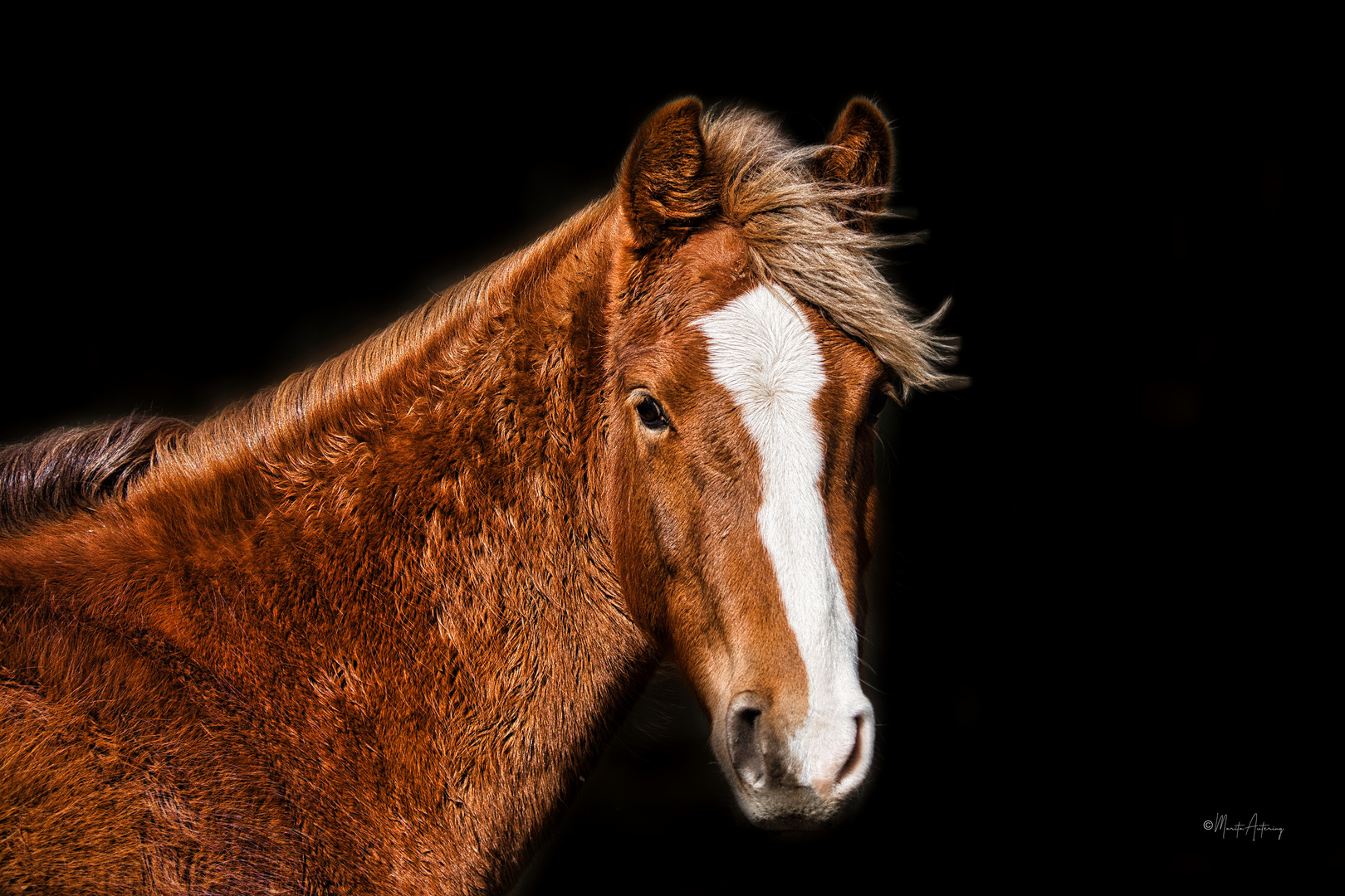 Pferd im Wind