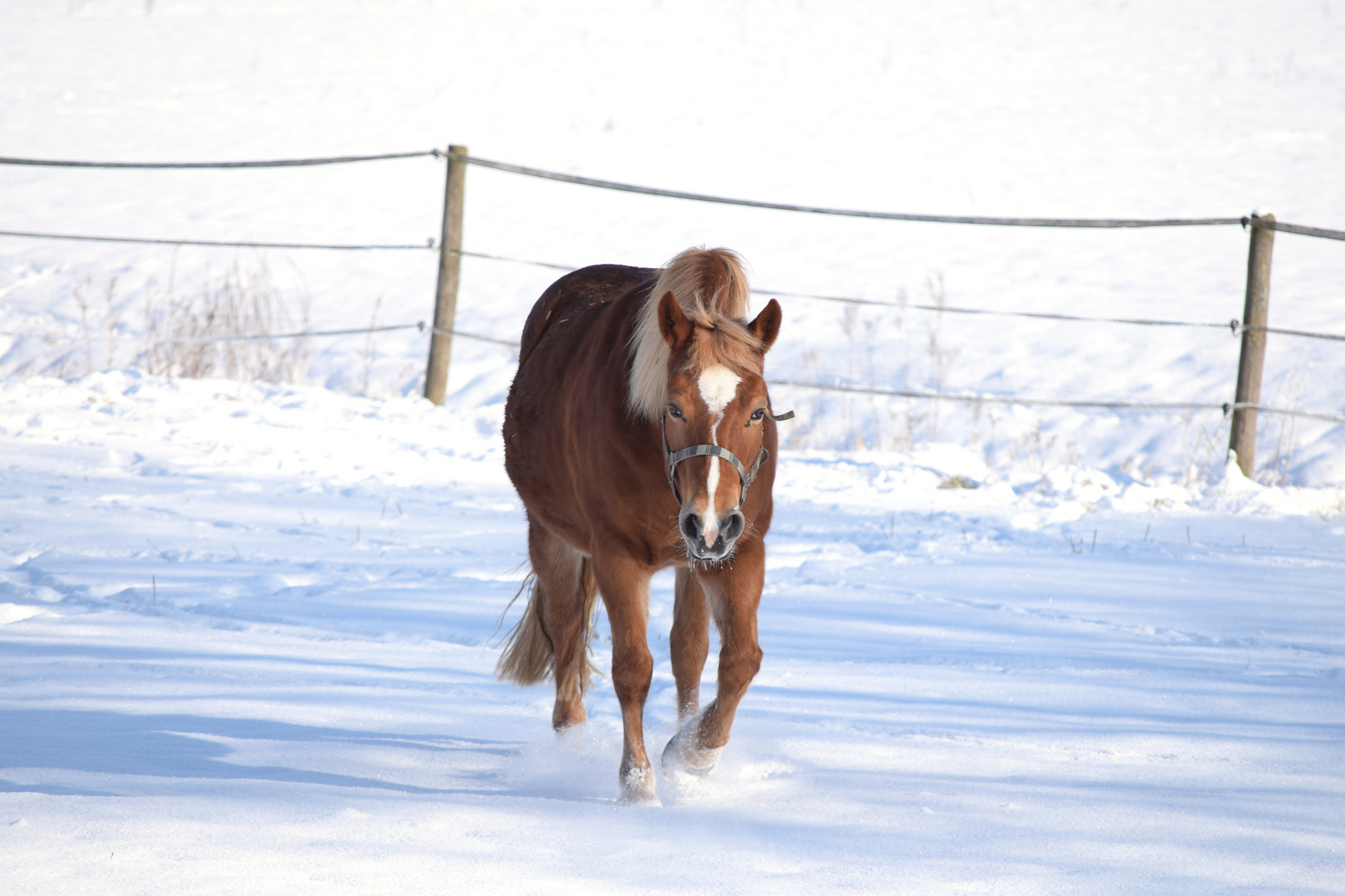 Pferd im Winter