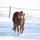 Pferd im Winter