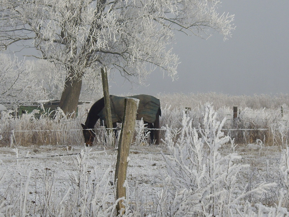 Pferd im Winter