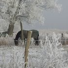 Pferd im Winter