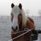 Pferd im Winter