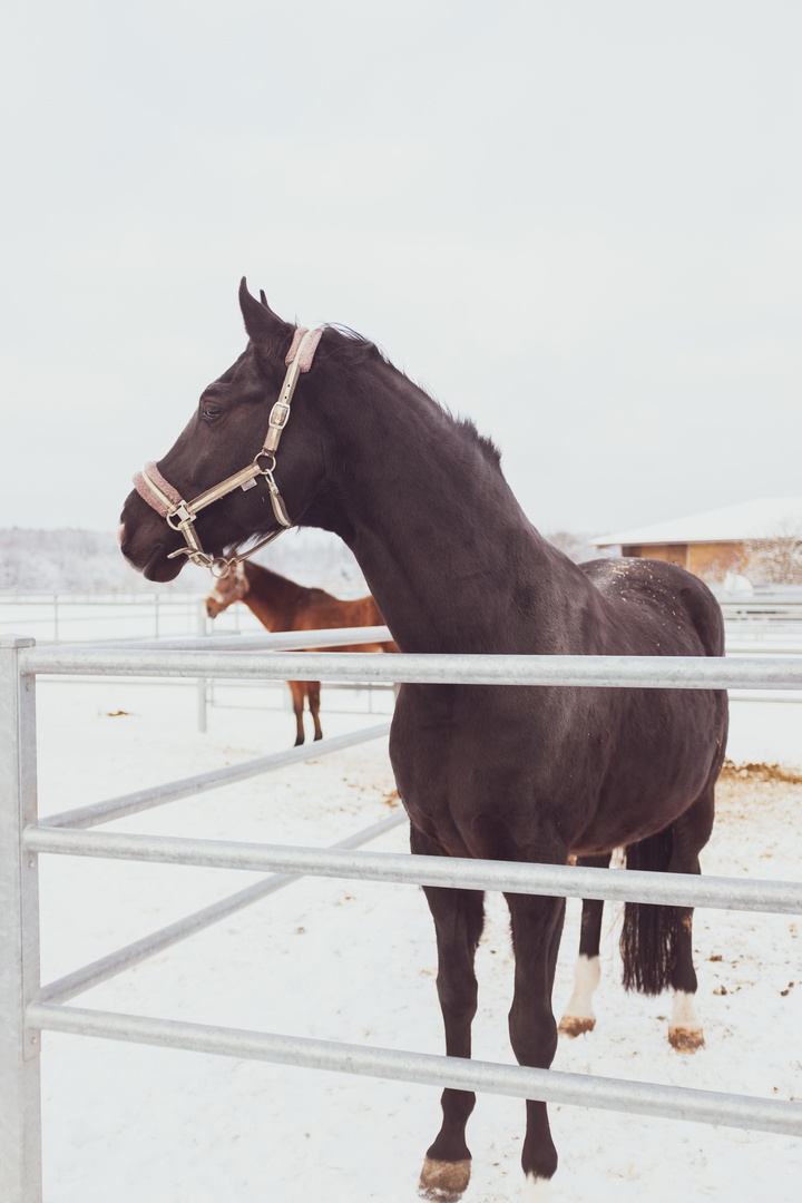 Pferd im Winter