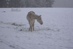 Pferd im Winter