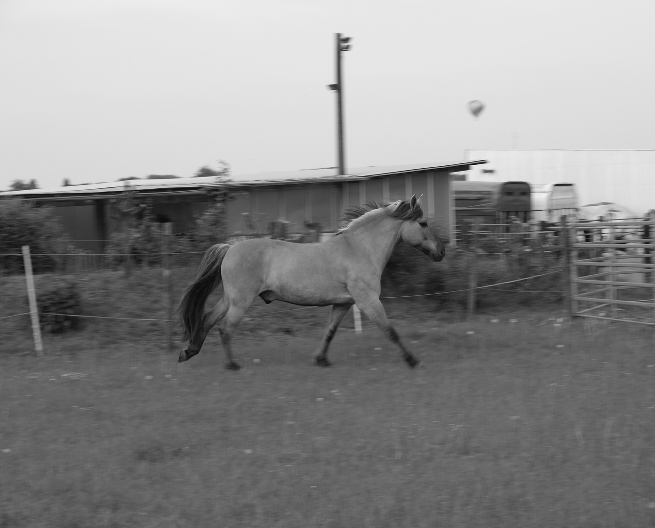 Pferd in Bewegung