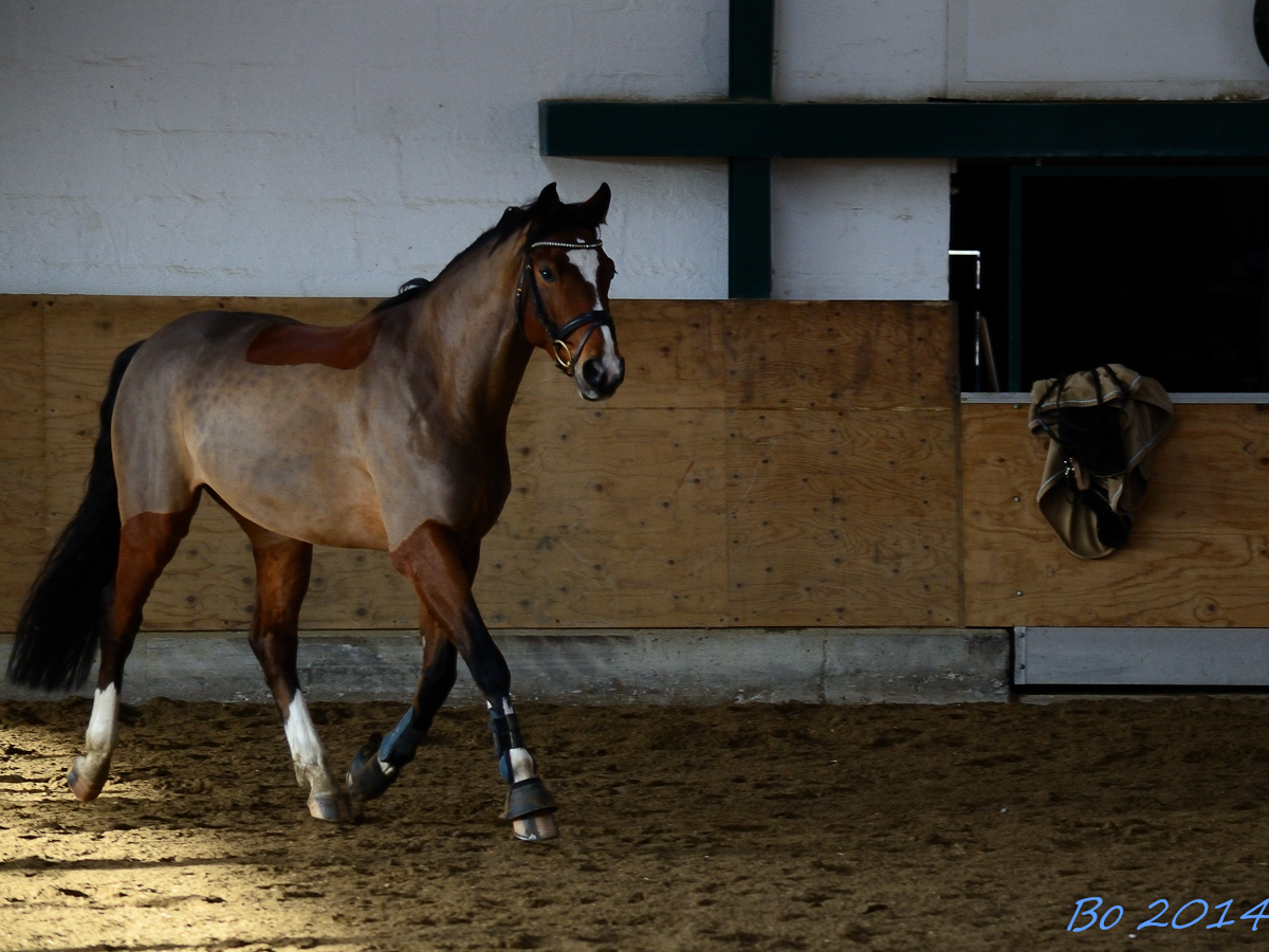 Pferd in Bewegung