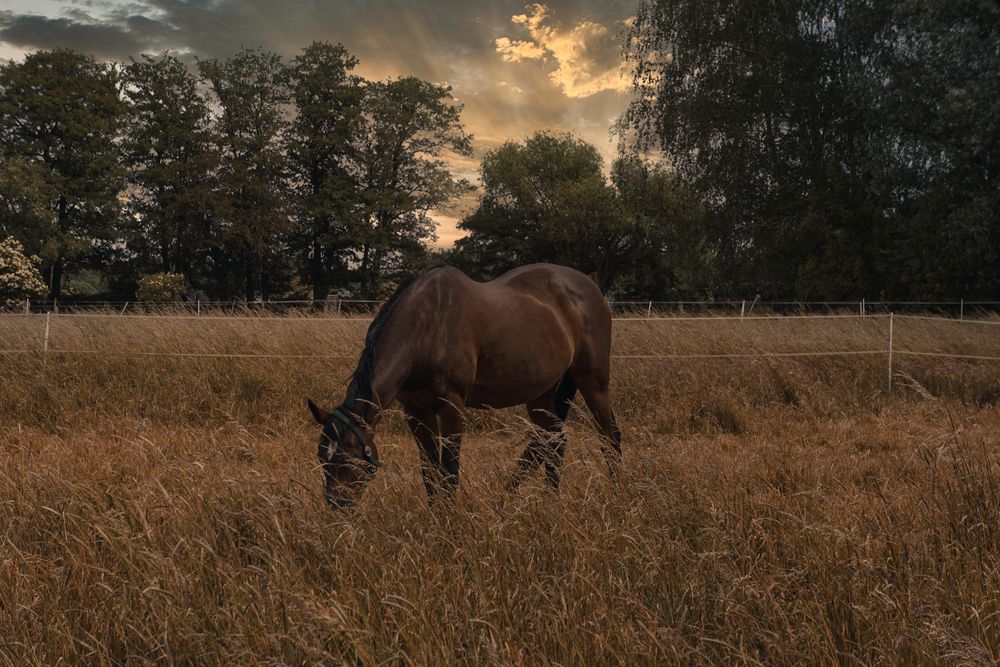 Pferd in Dämmerung