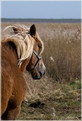 Pferd in Dänemark