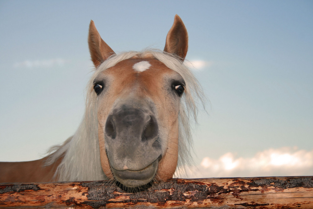 Pferd in den Allgäuer Alpen