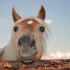 Pferd in den Allgäuer Alpen