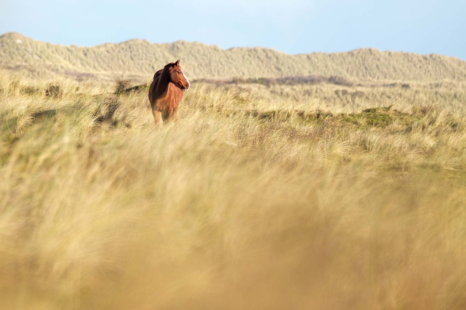 Pferd in den Dünen von Ameland