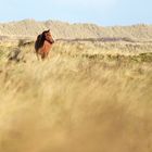 Pferd in den Dünen von Ameland