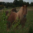 Pferd in der Abenddämmerung