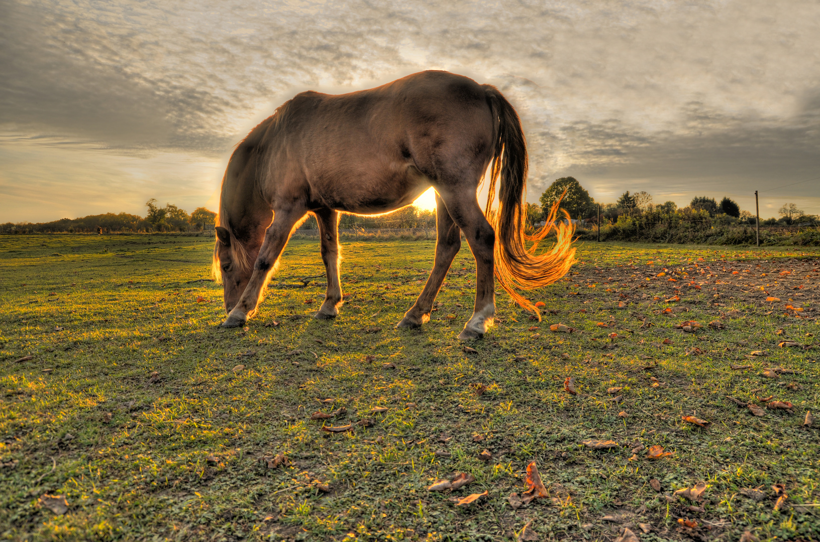 Pferd in der Abendsonne