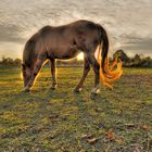 Pferd in der Abendsonne