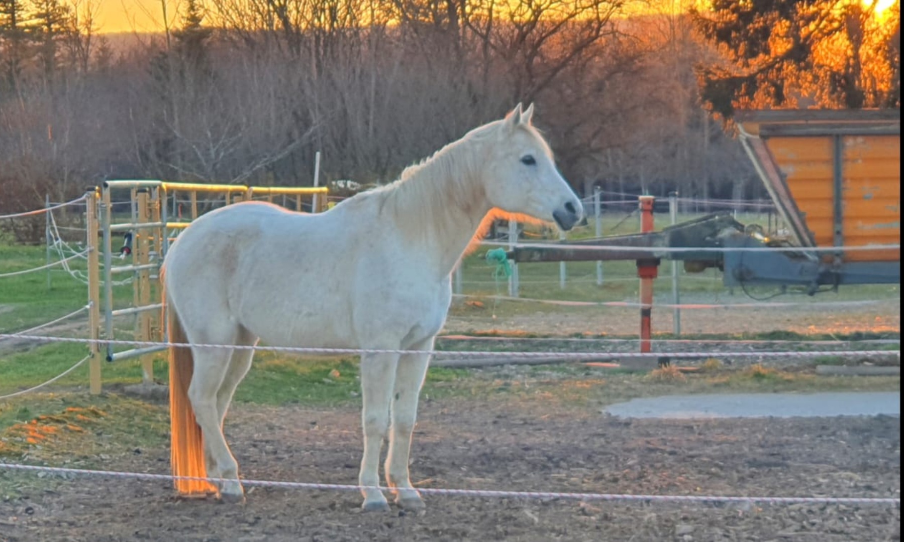 Pferd in der Abendsonne