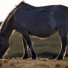 Pferd in der Abendsonne