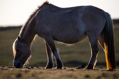 Pferd in der Abendsonne