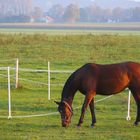 Pferd in der Abensonne