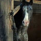 Pferd in der Box