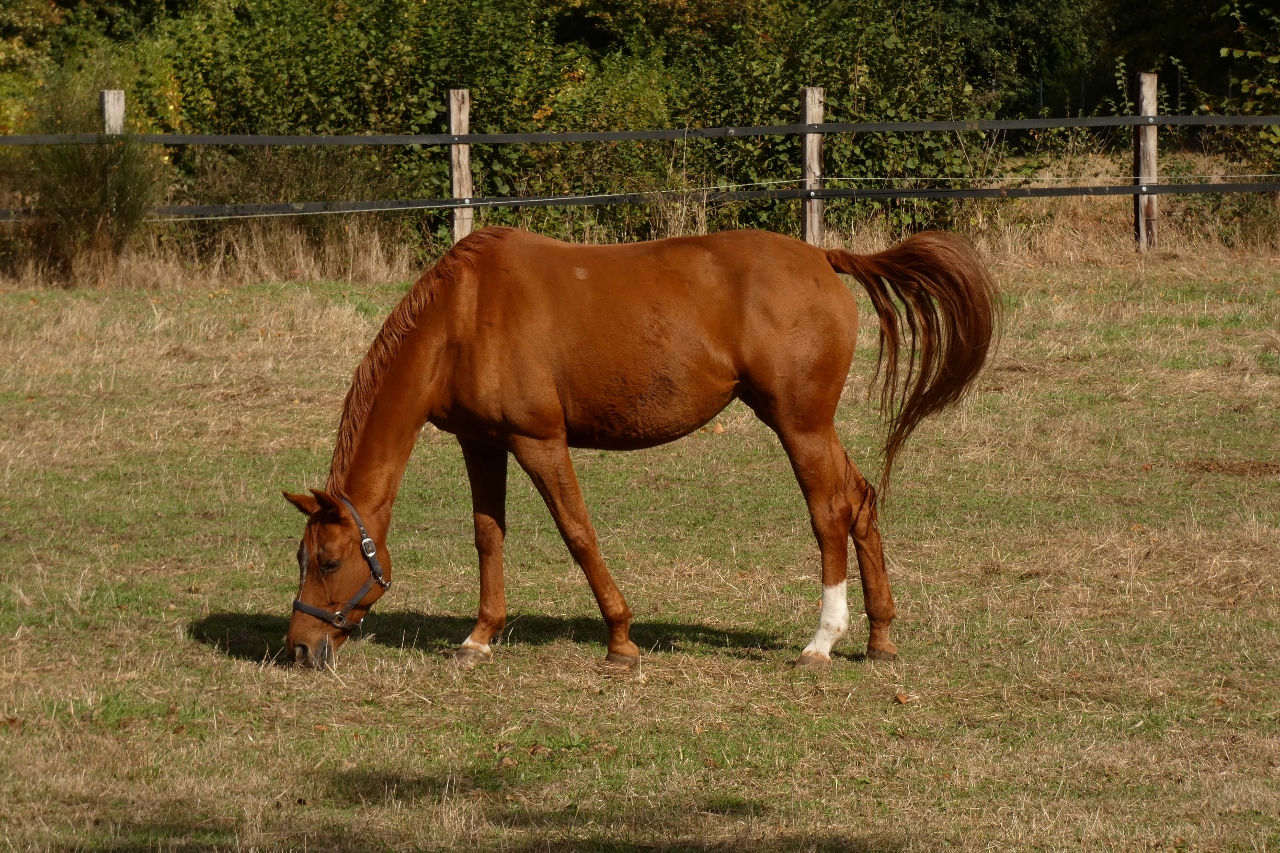 Pferd in der Hammer Lippeaue