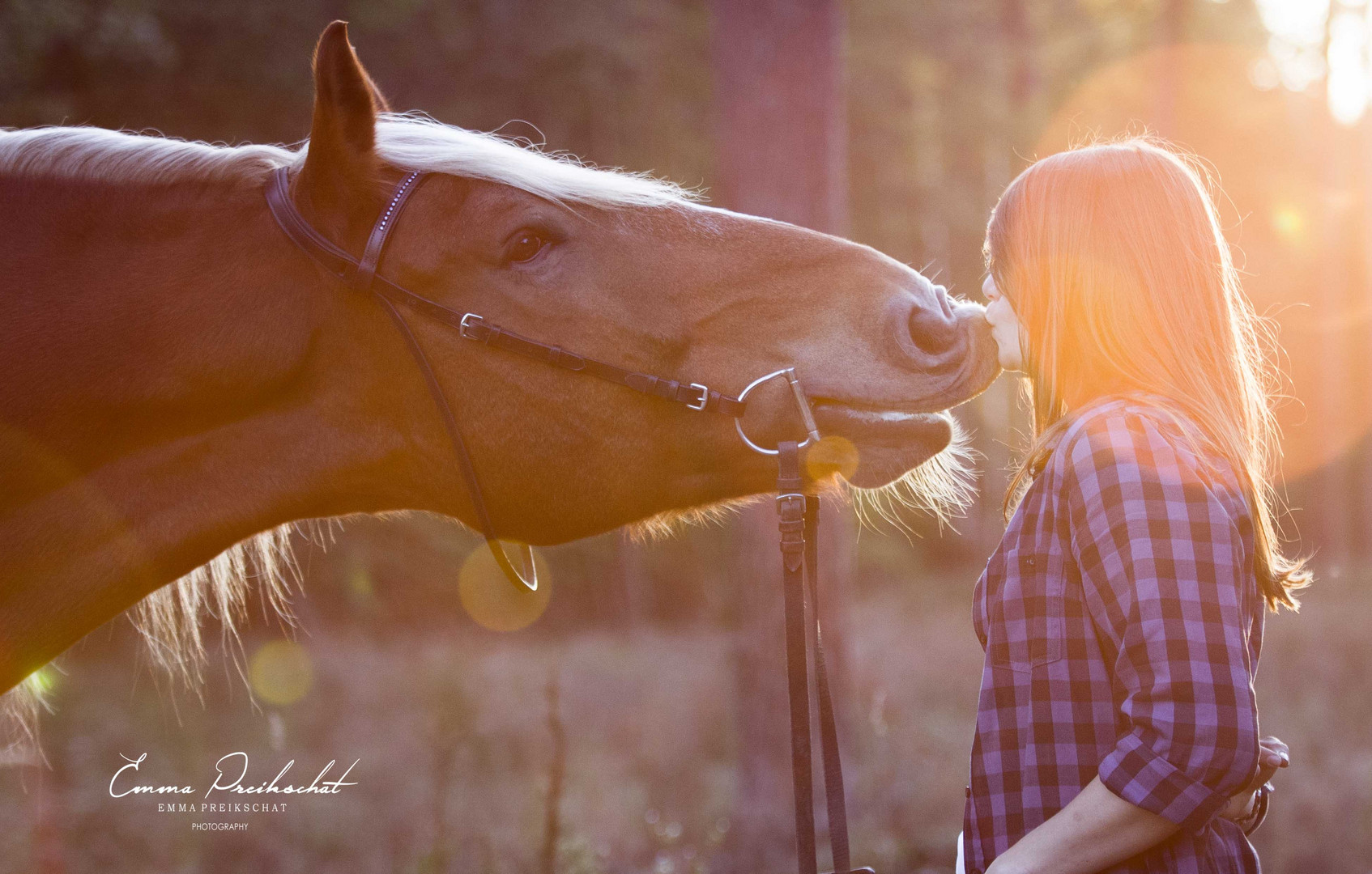 Pferd in der Herbstsonne