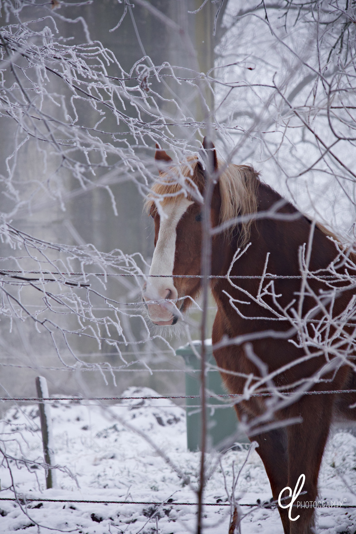 Pferd in der Kälte