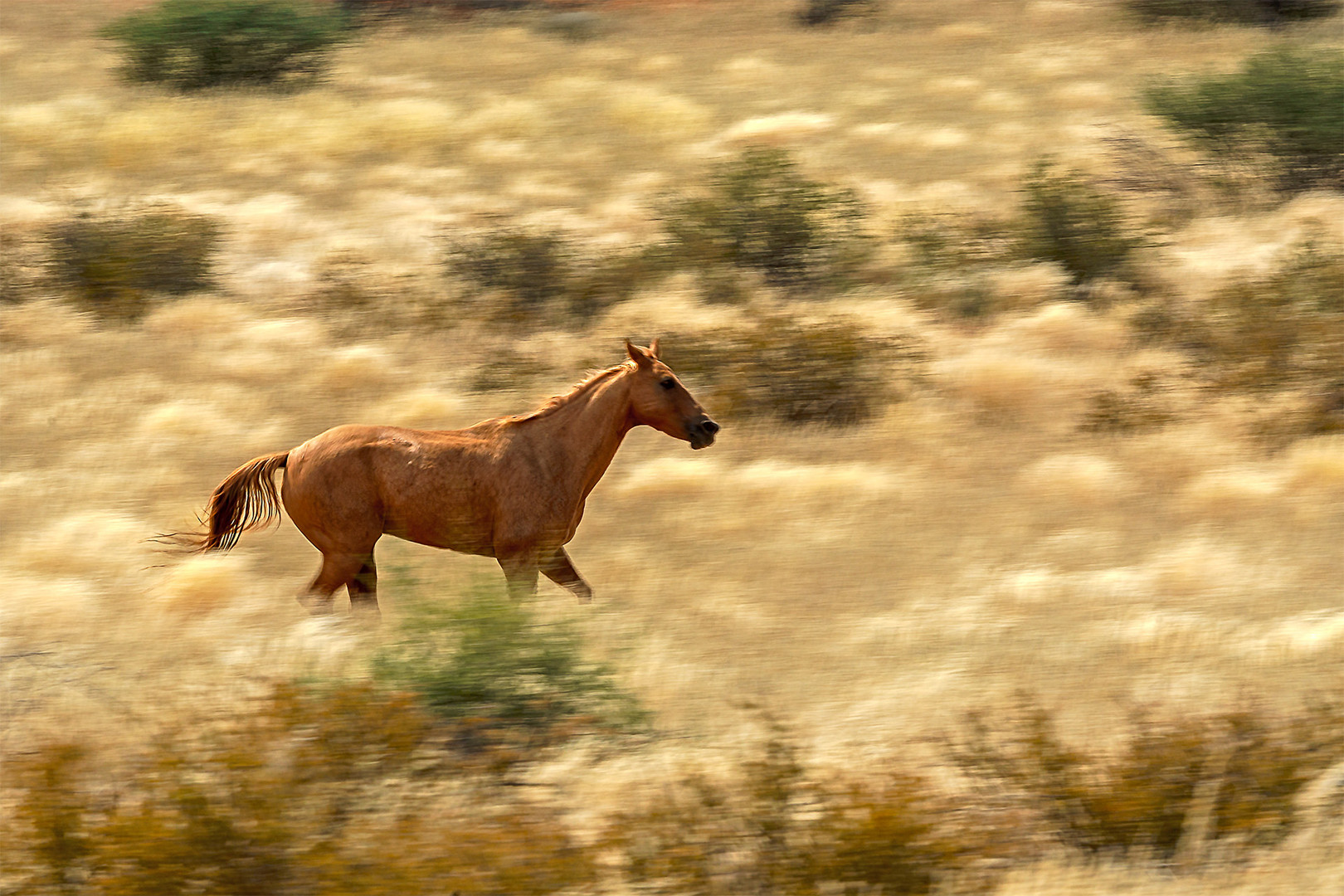Pferd in der Kalahari 