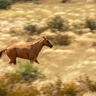 Pferd in der Kalahari 