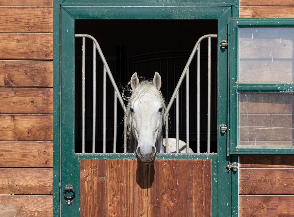 pferd in der koppel, bad tatzmannsdorf