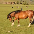 Pferd in der Mongolei