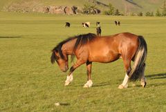 Pferd in der Mongolei