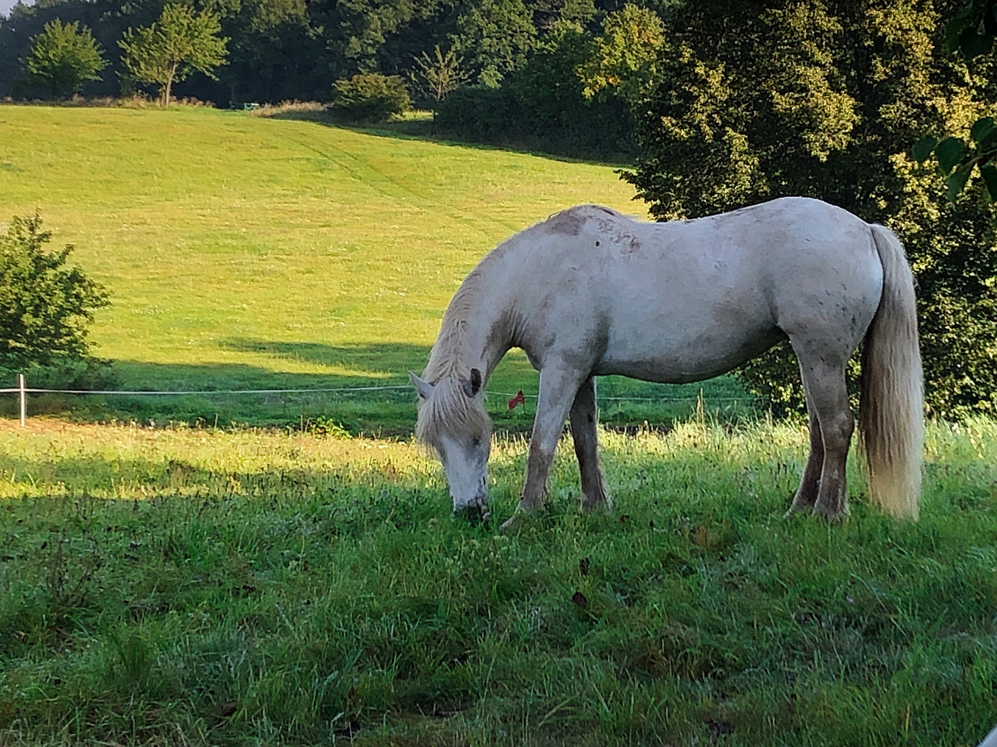 Pferd in der Morgensonne