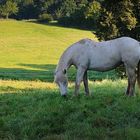 Pferd in der Morgensonne