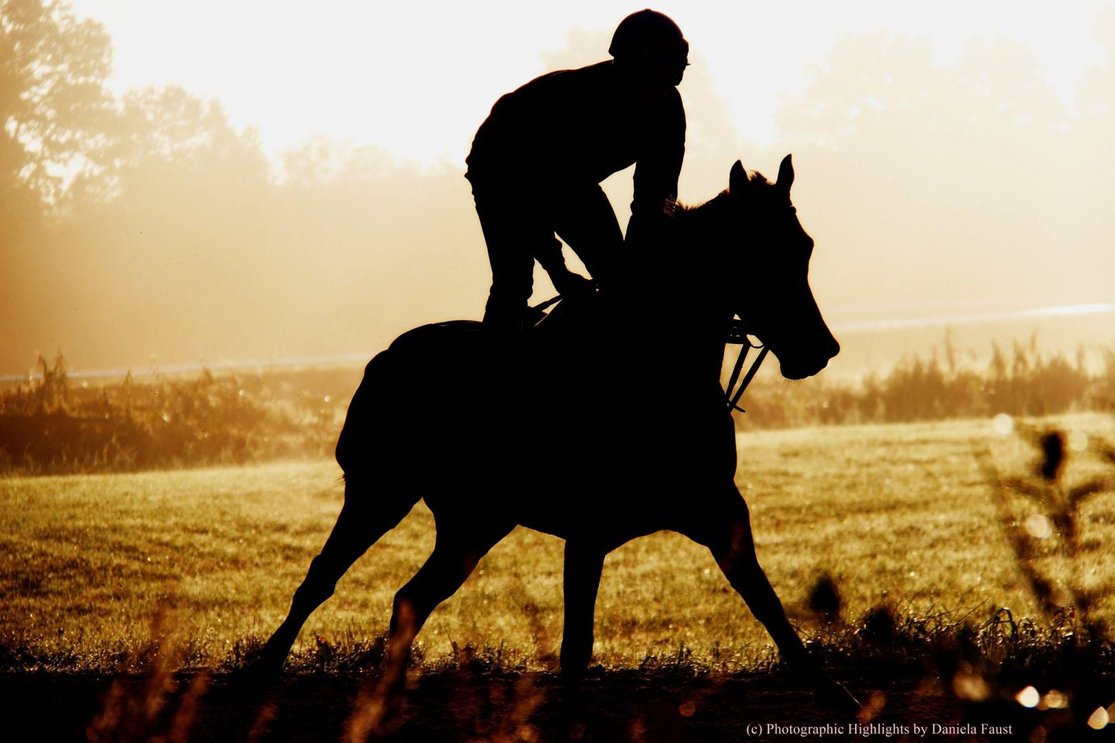 Pferd in der Morgensonne