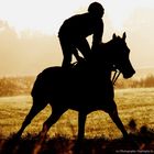 Pferd in der Morgensonne
